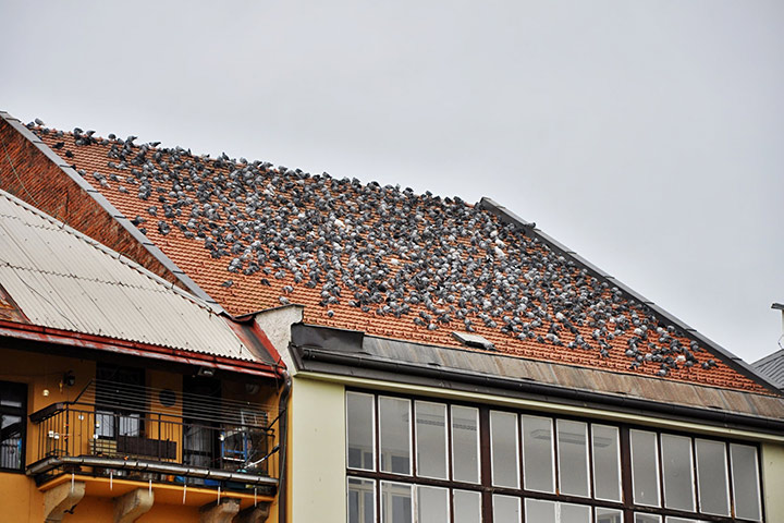 A2B Pest Control are able to install spikes to deter birds from roofs in Aberdeen. 