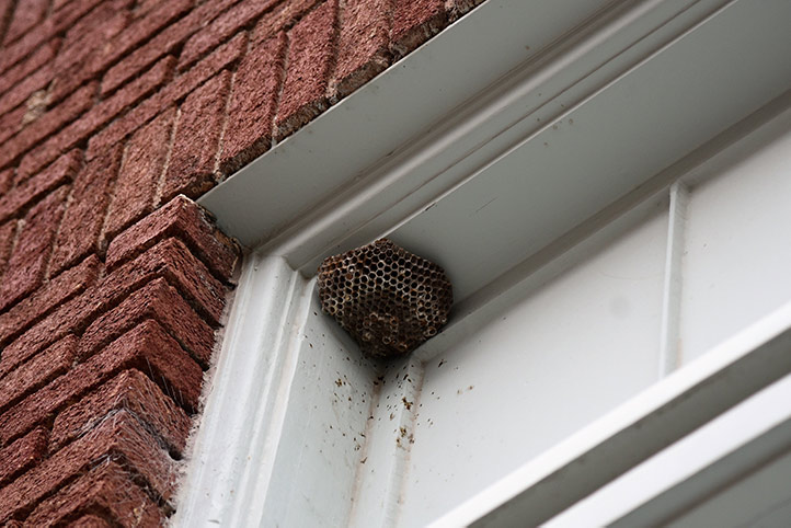 We provide a wasp nest removal service for domestic and commercial properties in Aberdeen.
